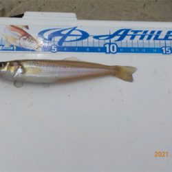 キス苦戦後、初登場2匹