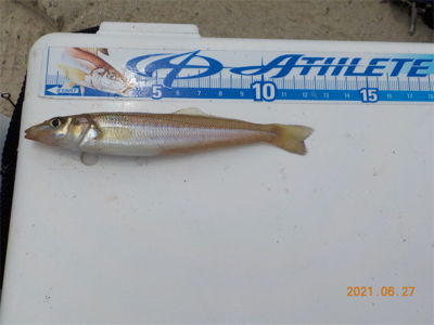 キス苦戦後、初登場2匹