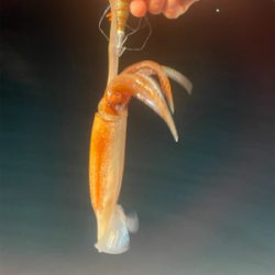 福井　啓福丸さんにてイカメタル