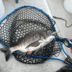 久々のヒトツテンヤ