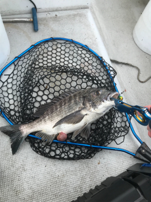 久々のヒトツテンヤ