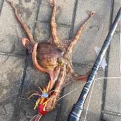 モーニングサービスなタコ散歩♫