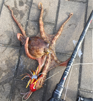 モーニングサービスなタコ散歩♫