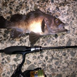 梅雨メバリング