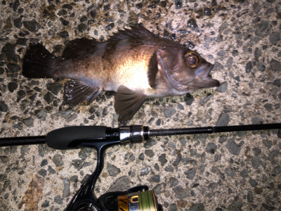 梅雨メバリング