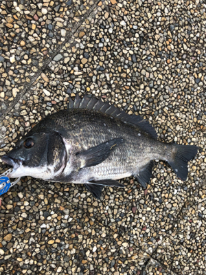 大潮の朝に満潮でエビ撒き