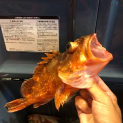 ライトジギング