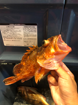 ライトジギング