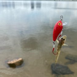 ハゼはいるけど何か渋い