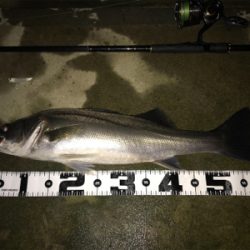 水面直下のハイドロアッパー！