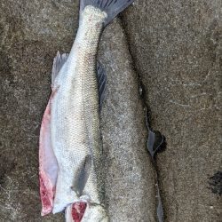 久しぶりの釣行