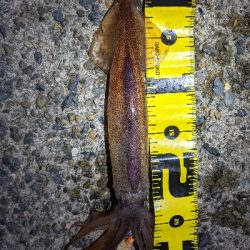 えっ！スルメイカ祭り