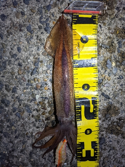 えっ！スルメイカ祭り