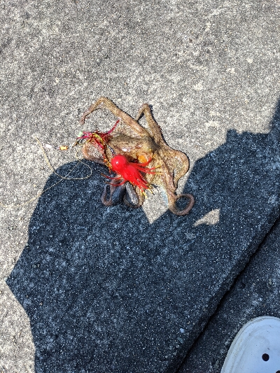 岸和田一文字カーブ