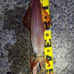 イカ４種目達成！