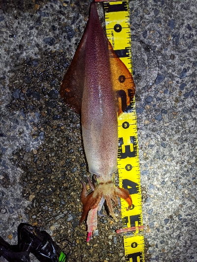 イカ４種目達成！