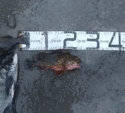 6/6釣果　はじめての紀州釣り