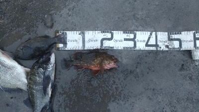 6/6釣果　はじめての紀州釣り