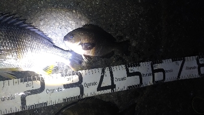 6/9釣果紀州釣りでチヌグレ