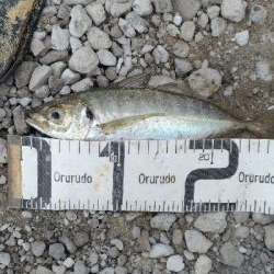 6/13釣果チヌ2枚尺アジも釣れました！