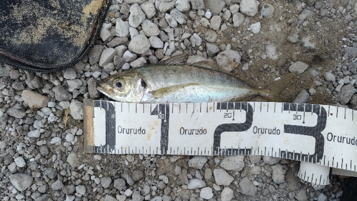 6/13釣果チヌ2枚尺アジも釣れました！