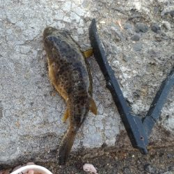 6/17釣果 梅雨グレ26センチ2枚