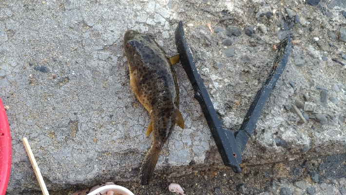 6/17釣果 梅雨グレ26センチ2枚