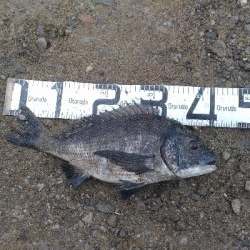 6/27釣果紀州釣りチヌ10枚。グレも11枚。