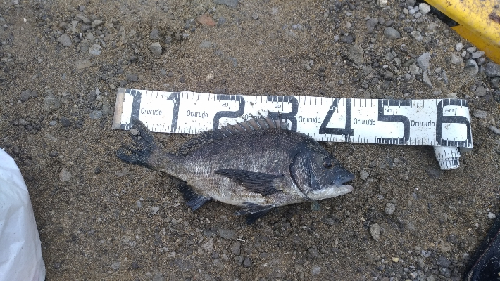 6/27釣果紀州釣りチヌ10枚。グレも11枚。