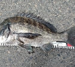 産卵後のクロダイ復活