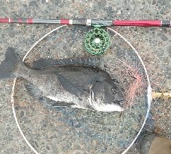 クロダイ連チャン