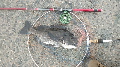 クロダイ連チャン