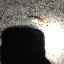 海にイカっていてますか?