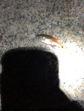 海にイカっていてますか?