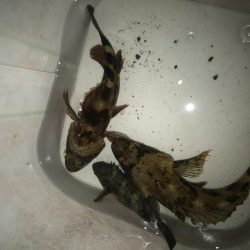 ダイソーワームでメバル &ガシラ