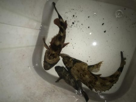 ダイソーワームでメバル &ガシラ