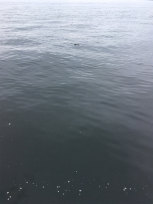 中々と成長しそうでしない新子タコ達。。。