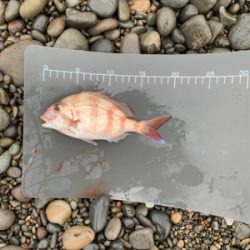 シマアジ狙いで！