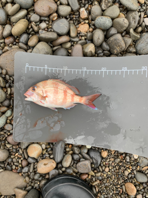 シマアジ狙いで！