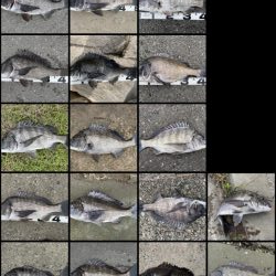 イチノ兄弟、釣果！