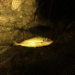 やっぱりめばめば太