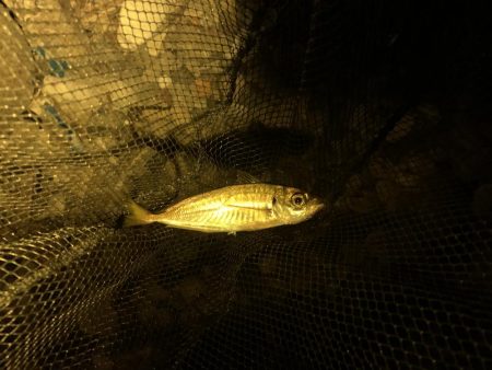 やっぱりめばめば太