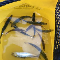 小豆サイズ豆アジ