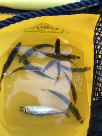 小豆サイズ豆アジ