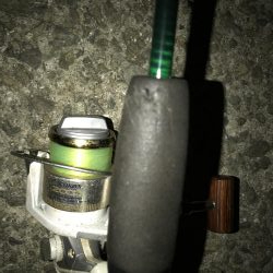 今日もガシラだけ。