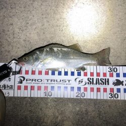 小さいながら釣れた‼︎