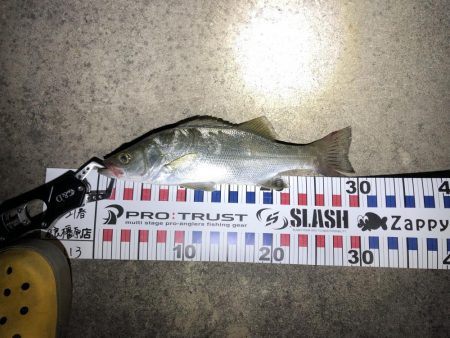 小さいながら釣れた‼︎