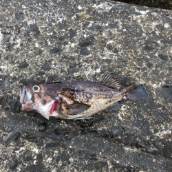 アジ　アイナメ　キス　ソイ