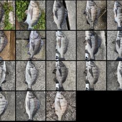 イチノ兄弟、釣果！