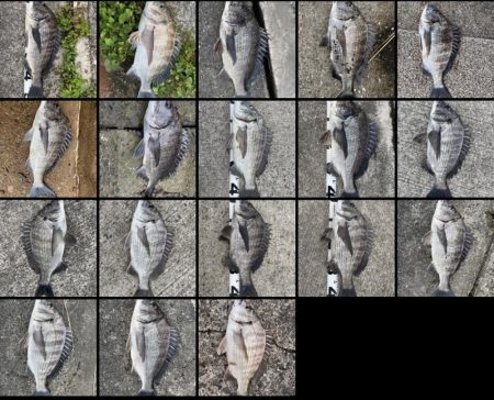 イチノ兄弟、釣果！